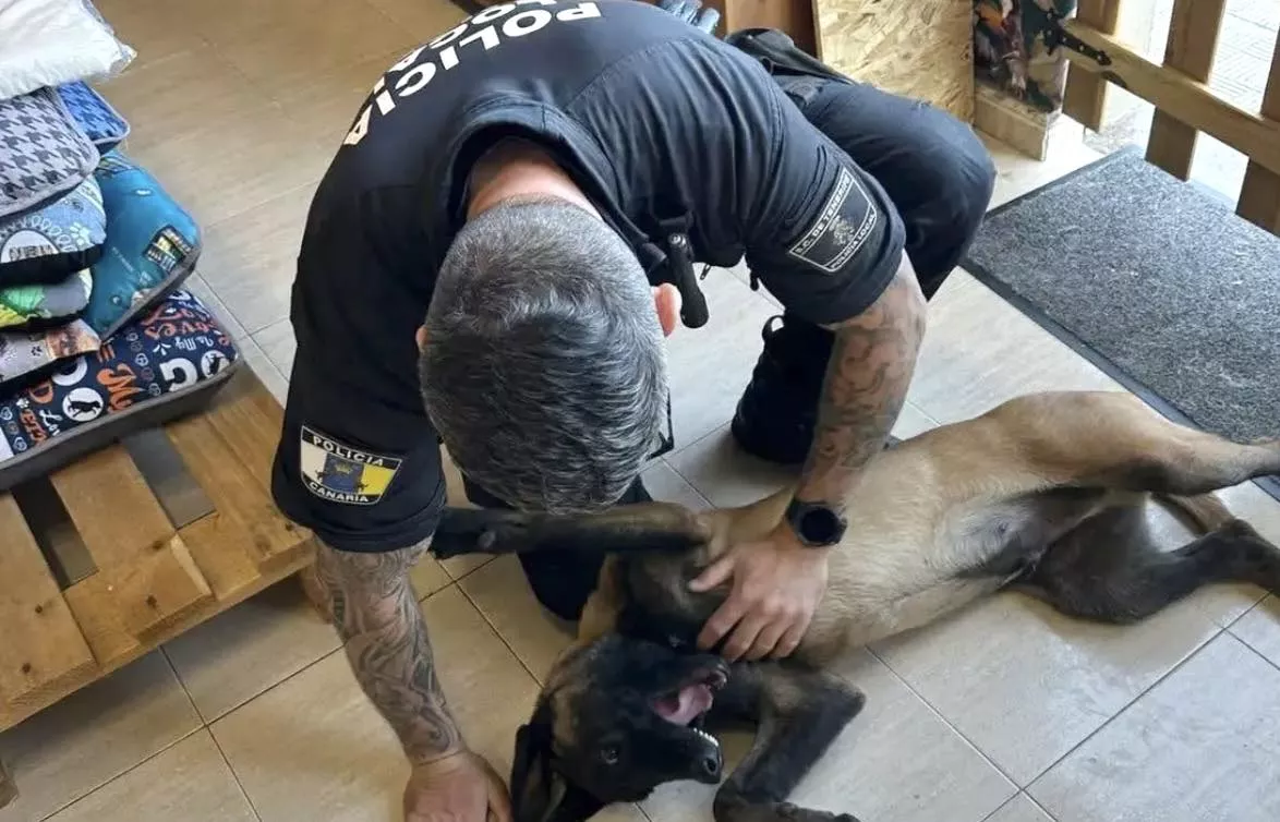 Imagen de Mencey, cachorro de la Unidad de Guías Caninos, junto a su guía. / CEDIDA POR CRISTO GIL 