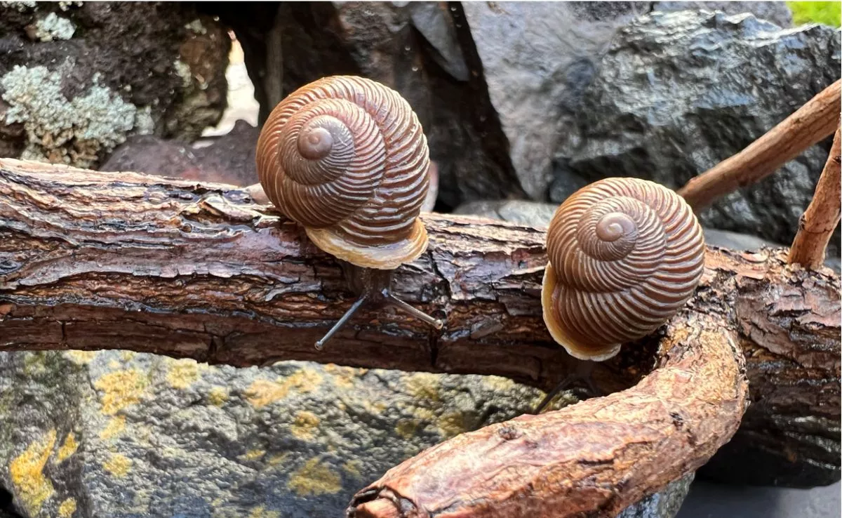 Chuchanga corrugada ('Hemicycla plicaria'), una especie críticamente amenazada que sobrevive en puntos muy concretos de Tenerife. /Ayuntamiento de Candelaria