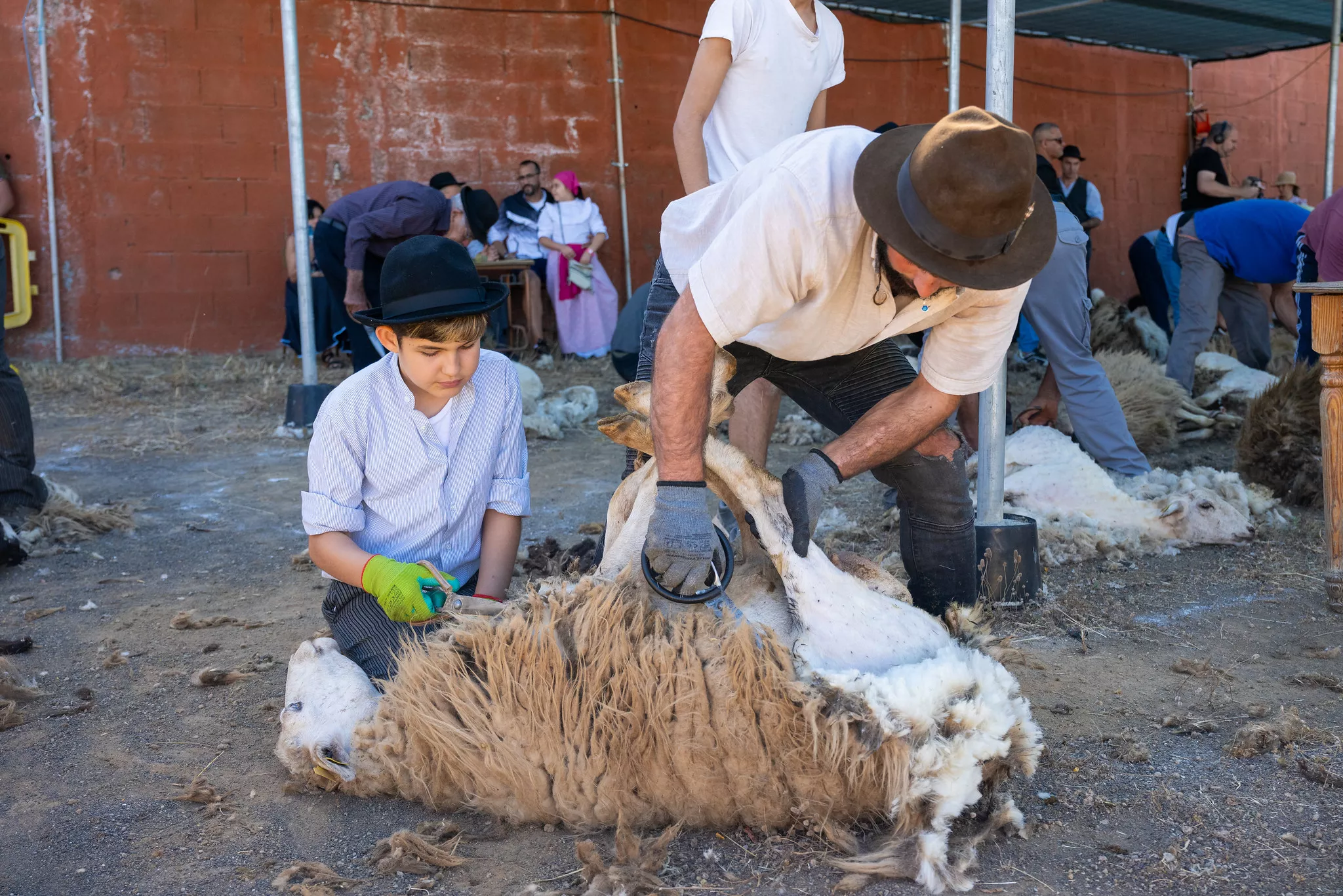 Instantes de la Fiesta de la Lana de Gáldar 2025. / CEDIDA