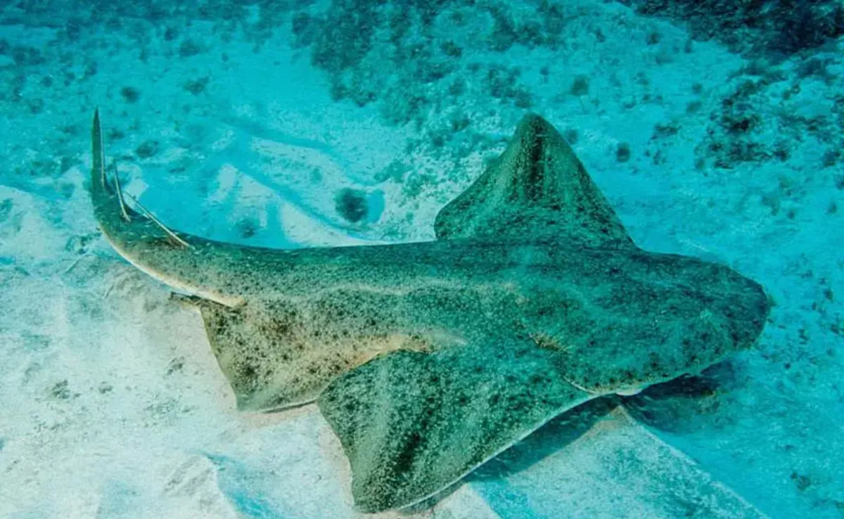 Imagen de un tiburón angelote / LORO PARQUE