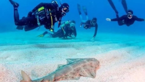 Grupo de personas buceando alrededor de un tiburón ángel / LA PROVINCIA