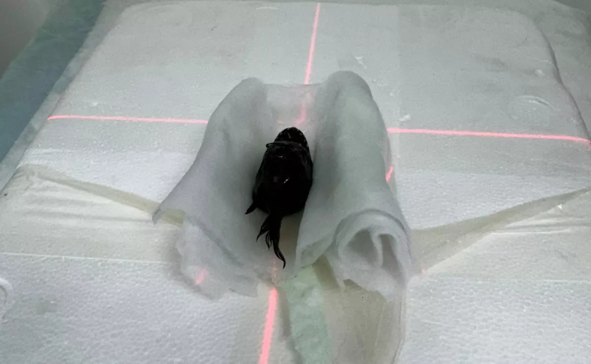 Pez abisal 'diablo negro' hallado en Tenerife en enero, sometiéndose a un escáner./ CEDIDA