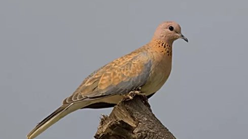 Tortola senegalesa. / SEOBIRDLIFE