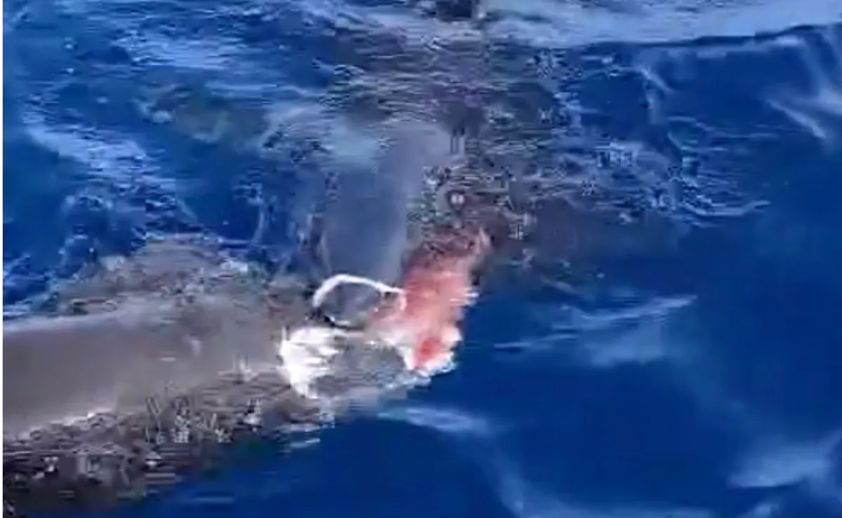 Tiburón Mako mordiendo los restos de un calderón tropical. /Redes