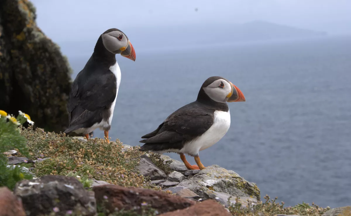 Frailecillos. / IMAGEN DE LA RED