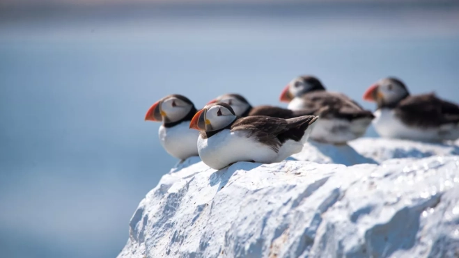 Frailecillos.IMAGEN DE LA RED (1)