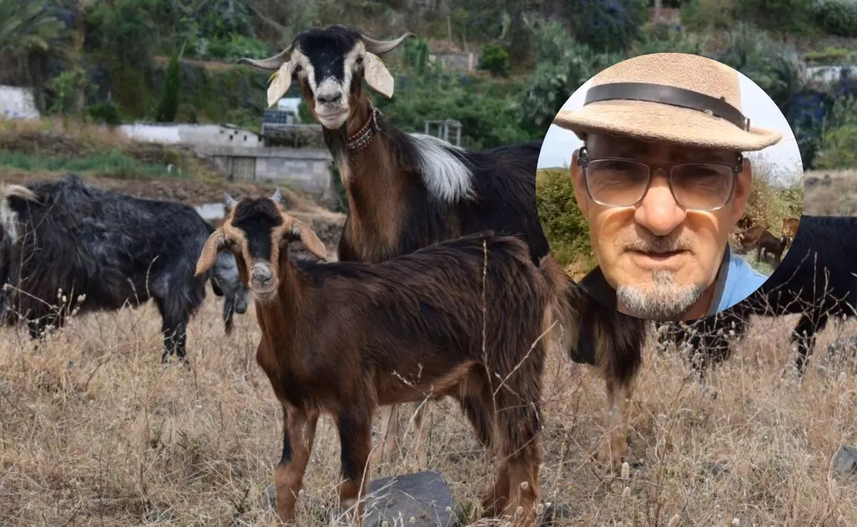 José, ganadero que denuncia las quejas vecinales por estar con su ganado en La Matanza, junto a unas cabras del norte de Tenerife. / MONTAJE AH