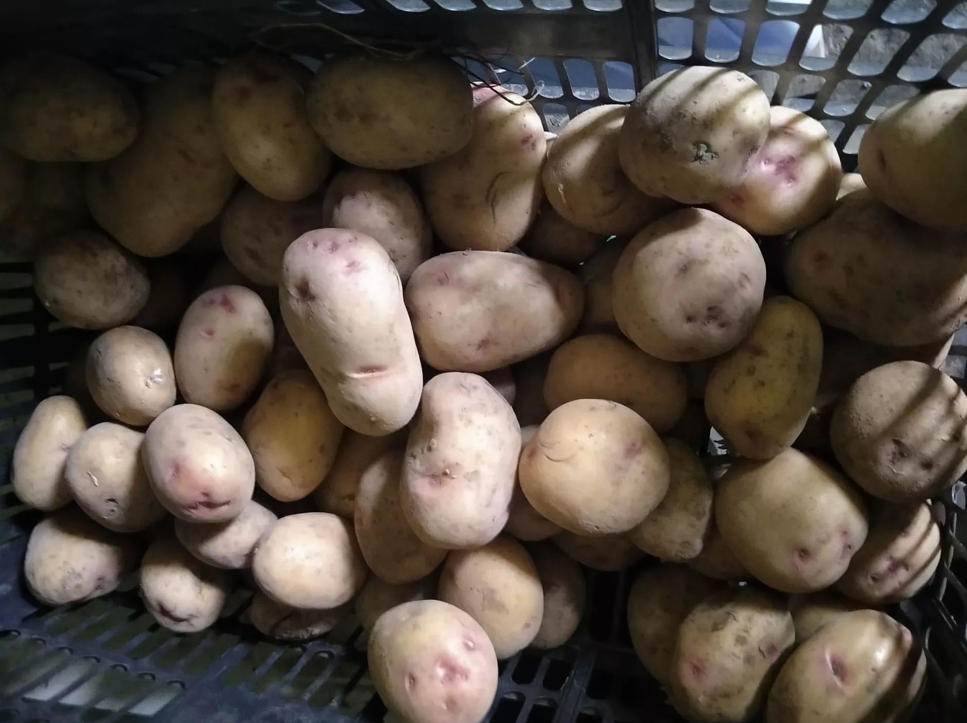 Imagen de una caja de papas. / ATLÁNTICO HOY 