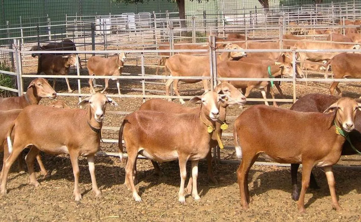 Oveja canaria de pelo, raza autóctona canaria reconocida como patrimonio genético. /MAPA