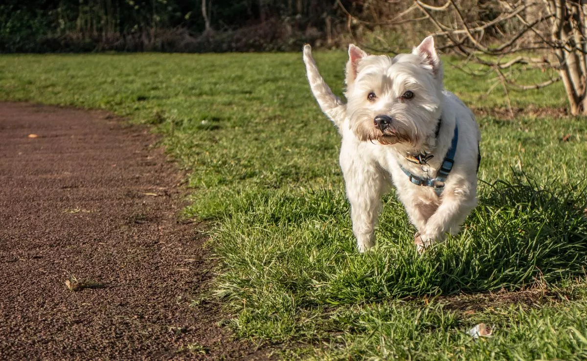 Perro en un parque. /PxHere