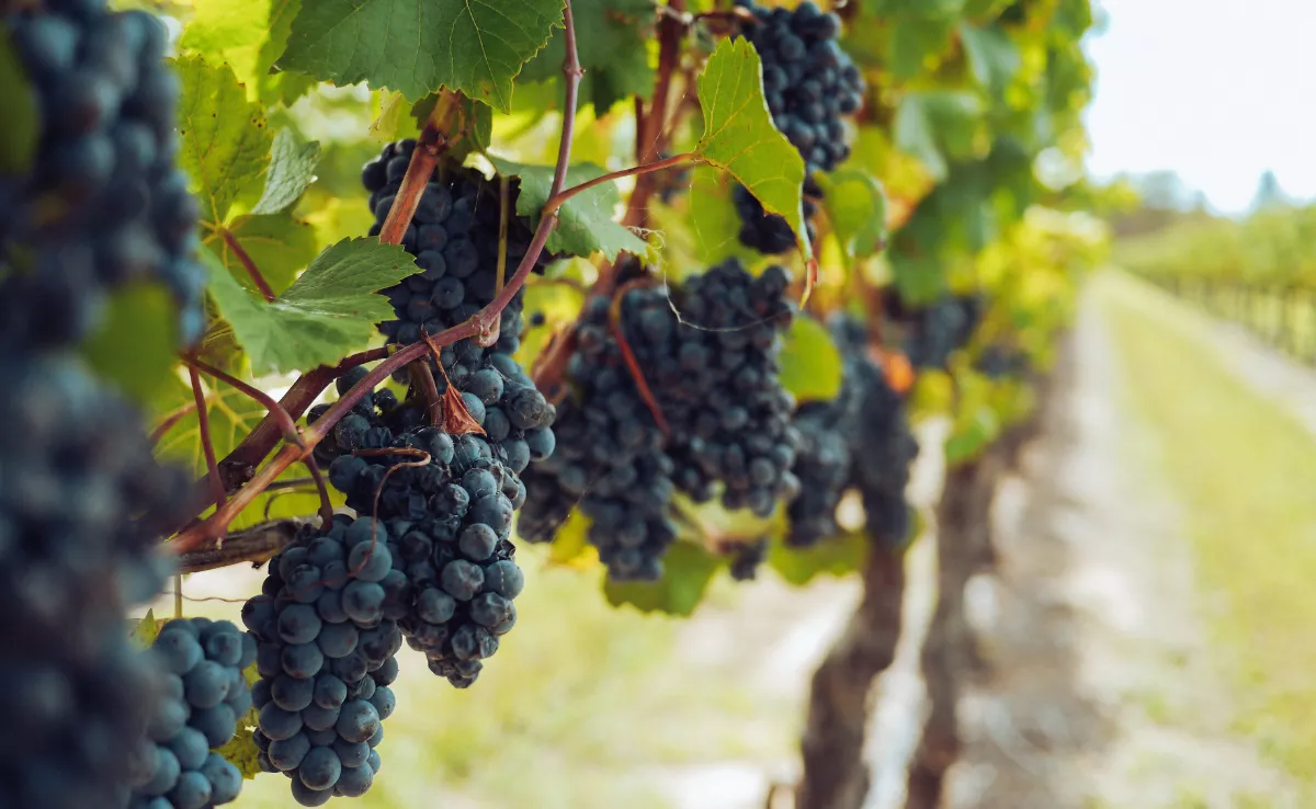 Imagen de un viñedo. / PEXELS