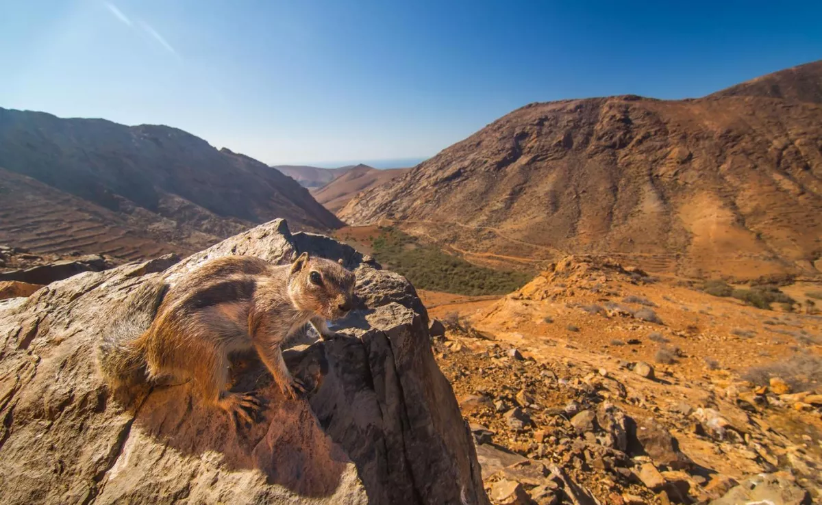 Mirador de Las Peñitas, parte del sendero que formó parte de Star Wars / TURISMO DE CANARIAS