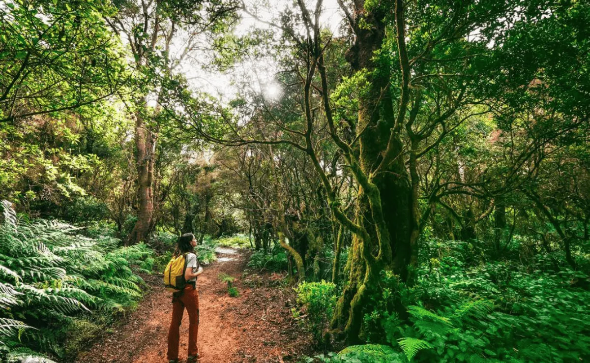 Imagen del sendero mágico / HOLA ISLAS CANARIAS 