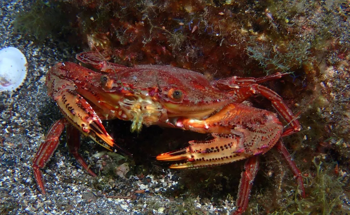 Cangrejo nadador rojo. /Redpromar