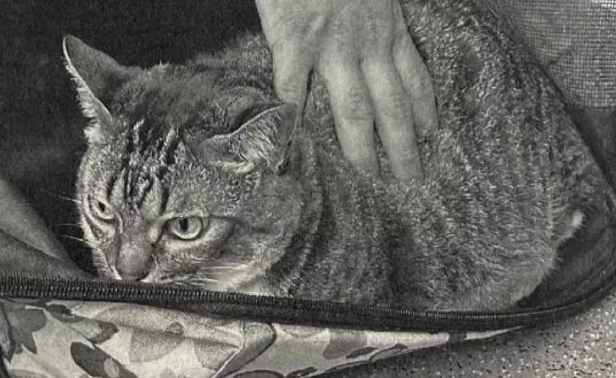 Imagen del gato rescatado en el incendio de una vivienda en Las Torres / AH