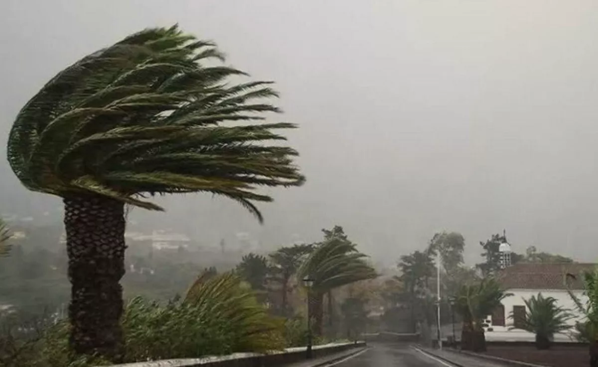 Palmeras movidas por el viento en Canarias. /AH