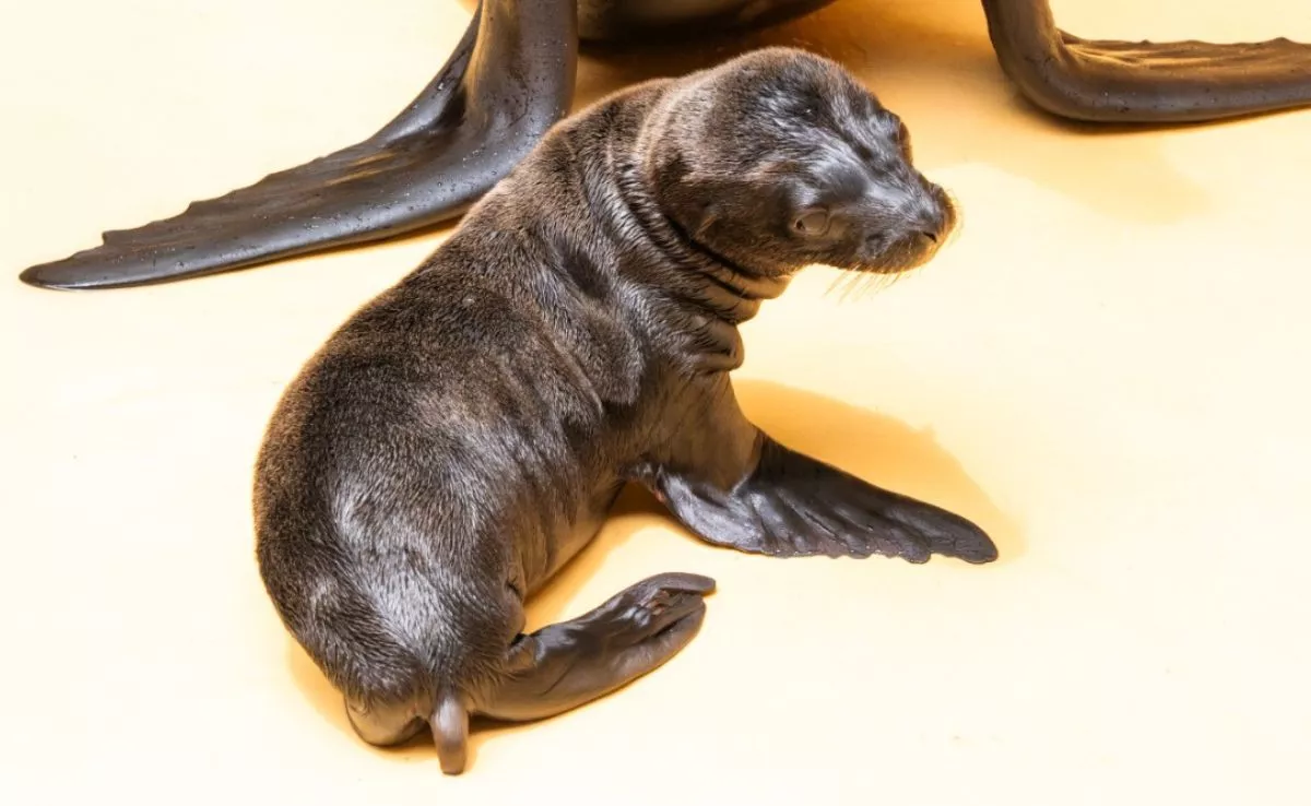 Brisa, nuevo ejemplar de león marino californiano del Loro Parque. /Cedida