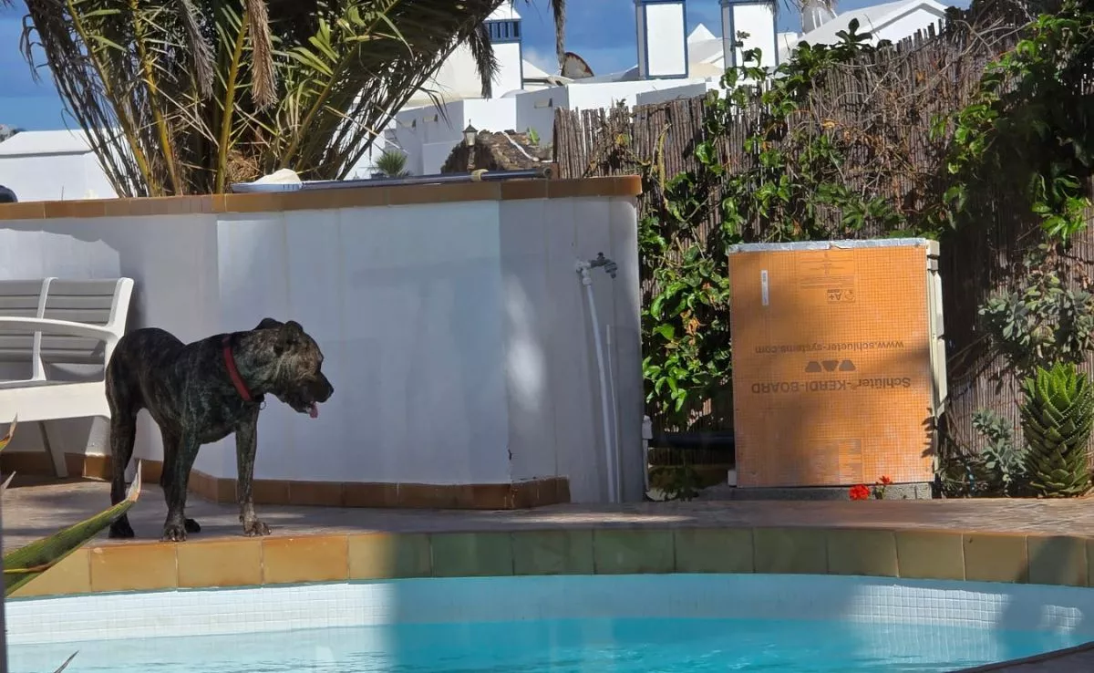 Uno de los perros del investigado. /Cedida