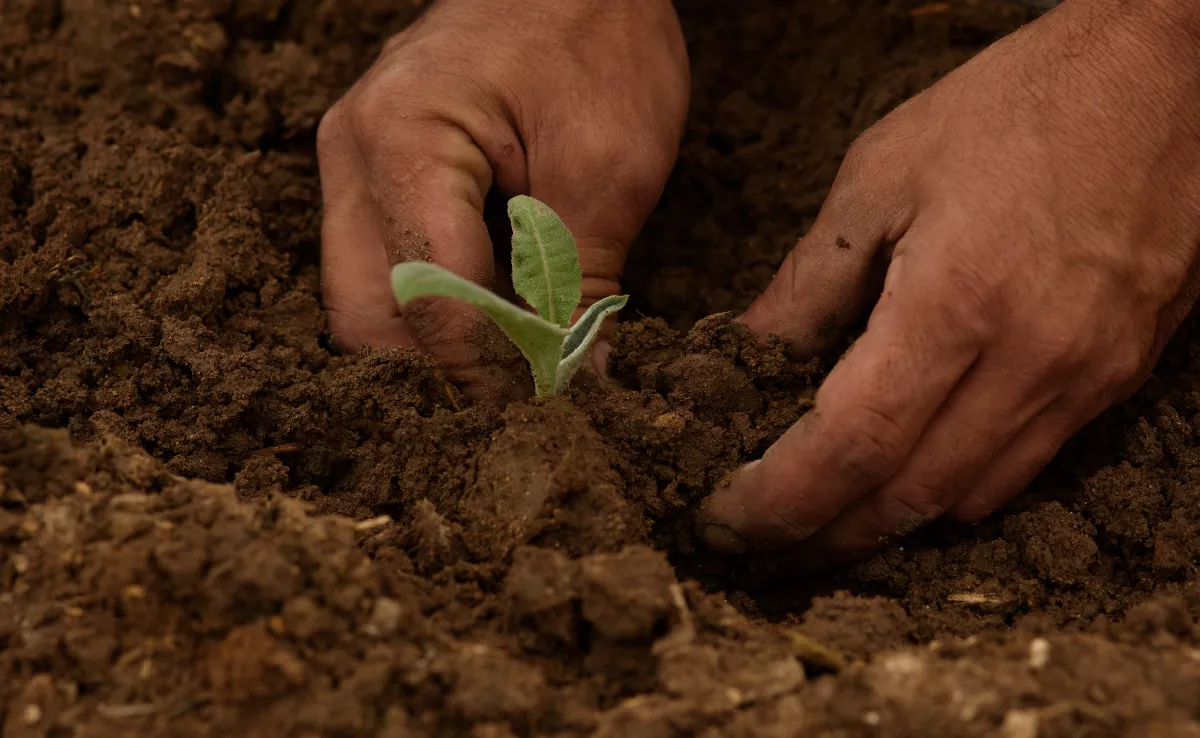 Una persona cultiva en un terreno como el que tendrá el banco de tierras.  IMAGEN DE LA RED