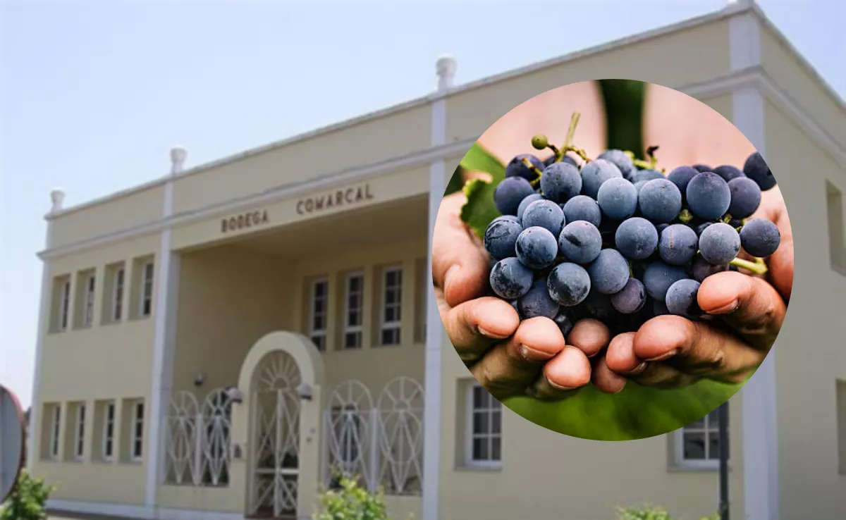 Bodega Comarcal de Tenerife, en Tacoronte, y un racimo de uvas./ MONTAJE AH