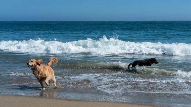 Imagen de dos perros jugando en la playa / PEXELS