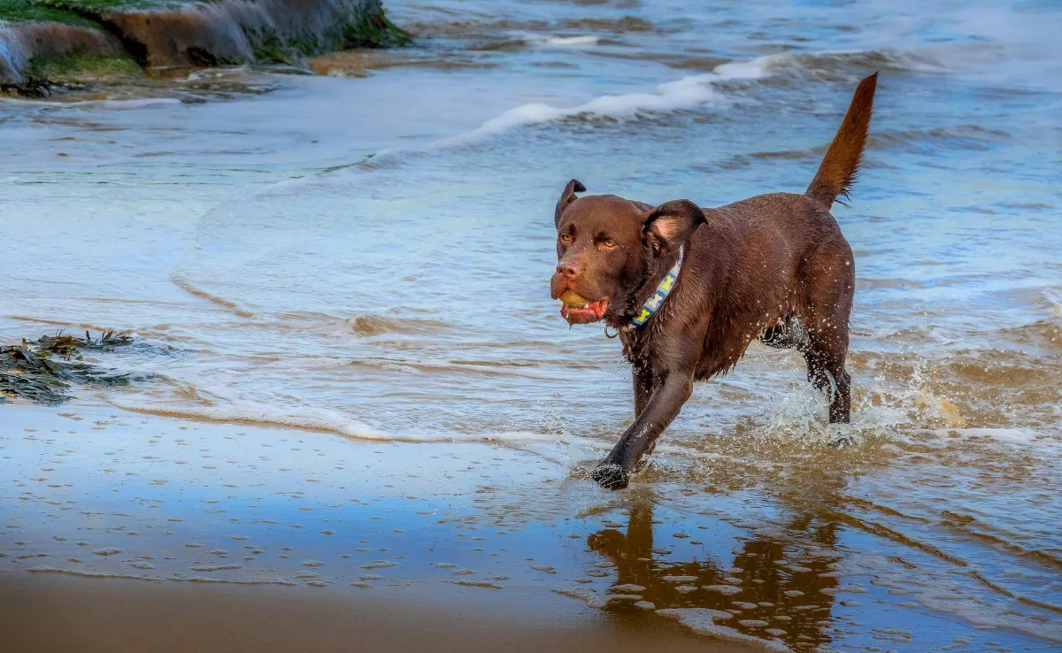 Imagen de un perro jugando en la playa / PEXELS