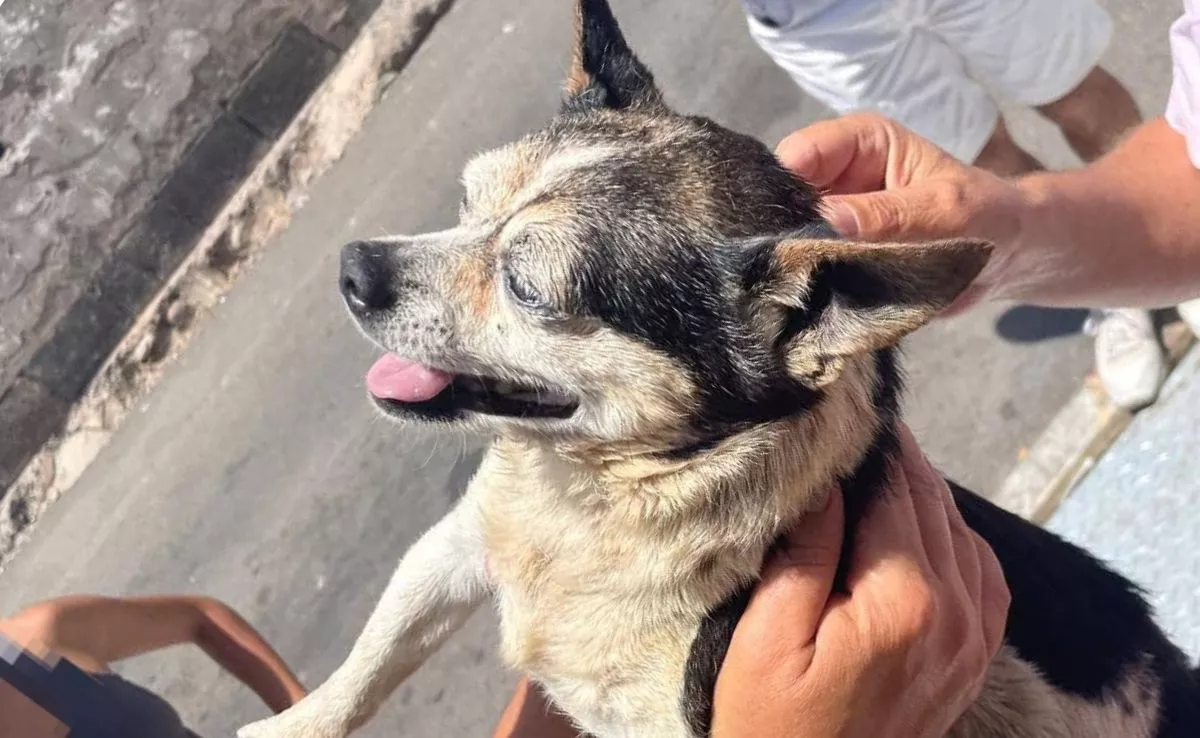 Perro abandonado en Gran Canaria. /Cedida