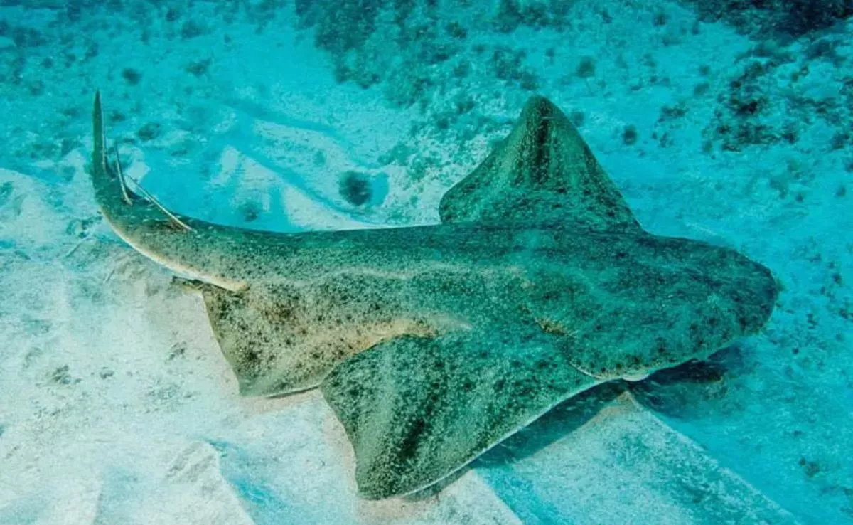 'Squatina squatina', Angelote. /Loro Parque Fundación