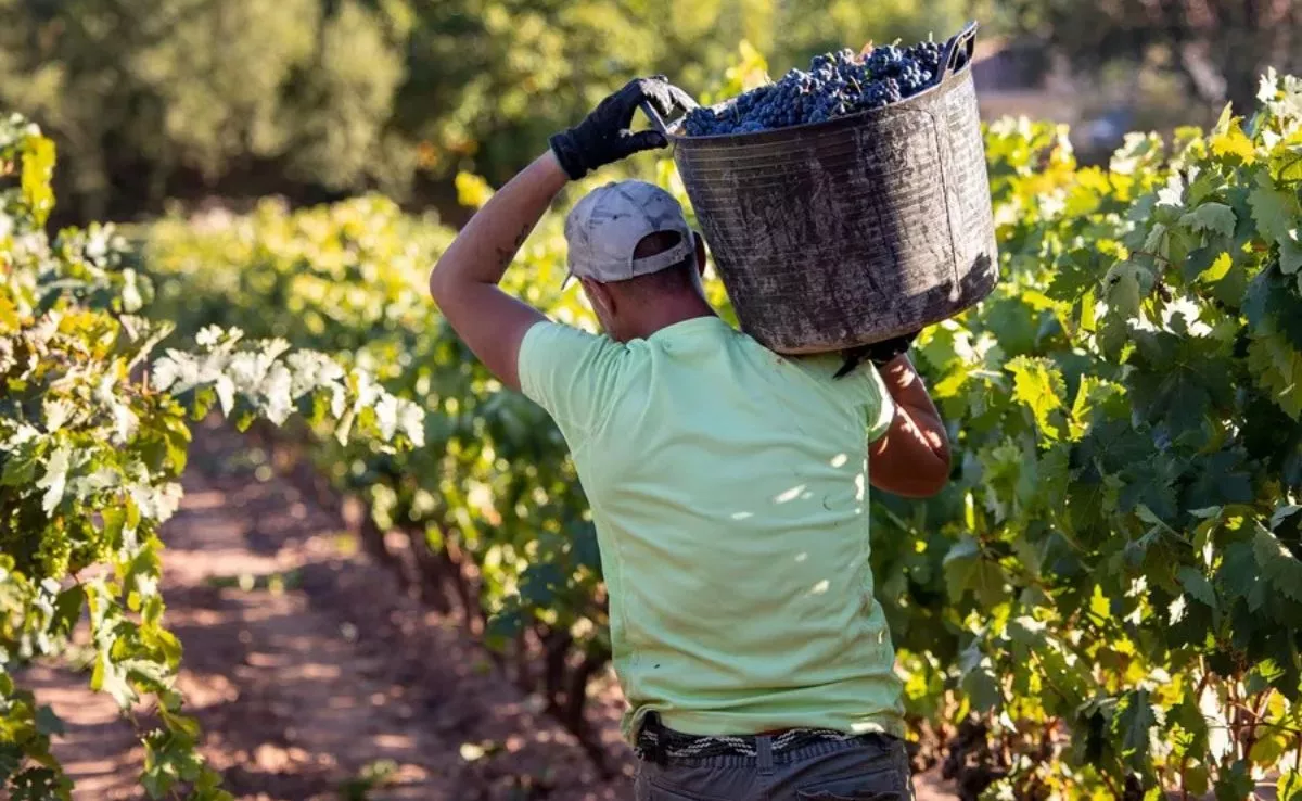 Un hombre trabaja en la vendimia en La Rioja, en una imagen de archivo. En Canarias los trabajadores extracomunitarios crecen por debajo de la media desde 2015.  EFE / Raquel Manzanares