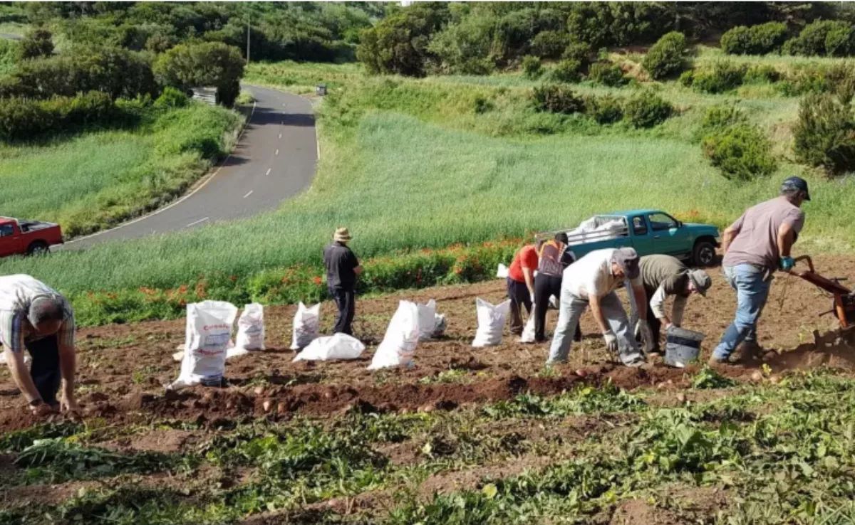 Agricultores en Canarias / EFE