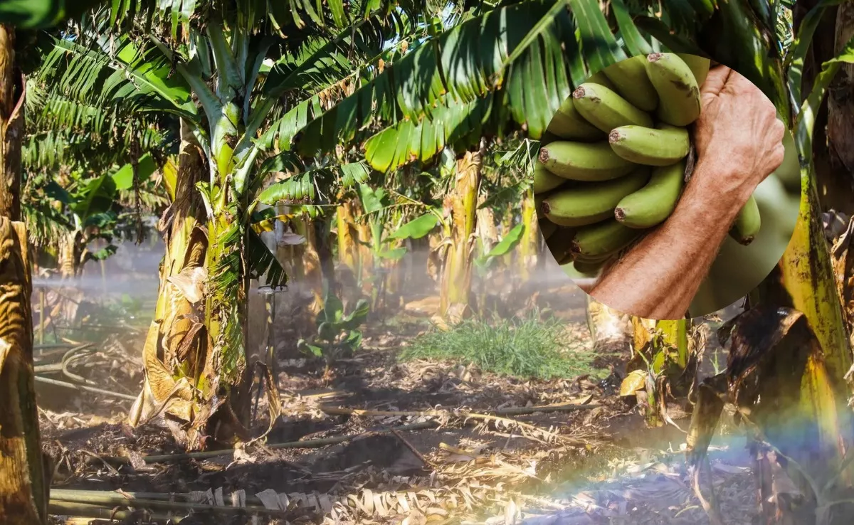 Imagen de un cultivo de plátano junto a agricultores canarios. / EFE LUIS G MORERA - MONTAJE AH