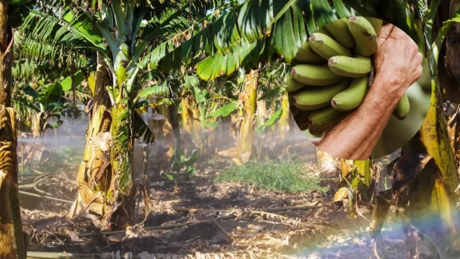 Imagen de un cultivo de plátano junto a agricultores canarios. / EFE LUIS G MORERA - MONTAJE AH Imagen de un cultivo de plátano junto a agricultores canarios. / EFE LUIS G MORERA - MONTAJE AH