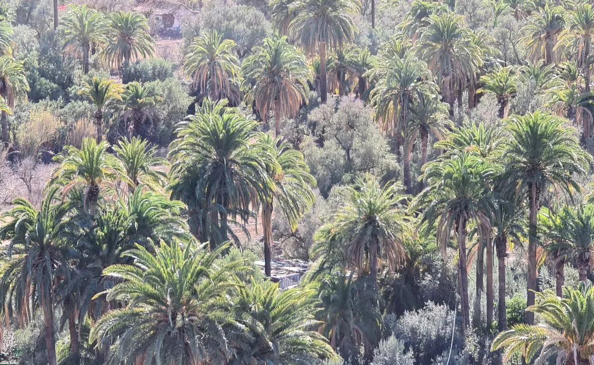 Palmeral de Santa Lucía de Tirajana, Gran Canaria./ AH- ALBERTO LEY