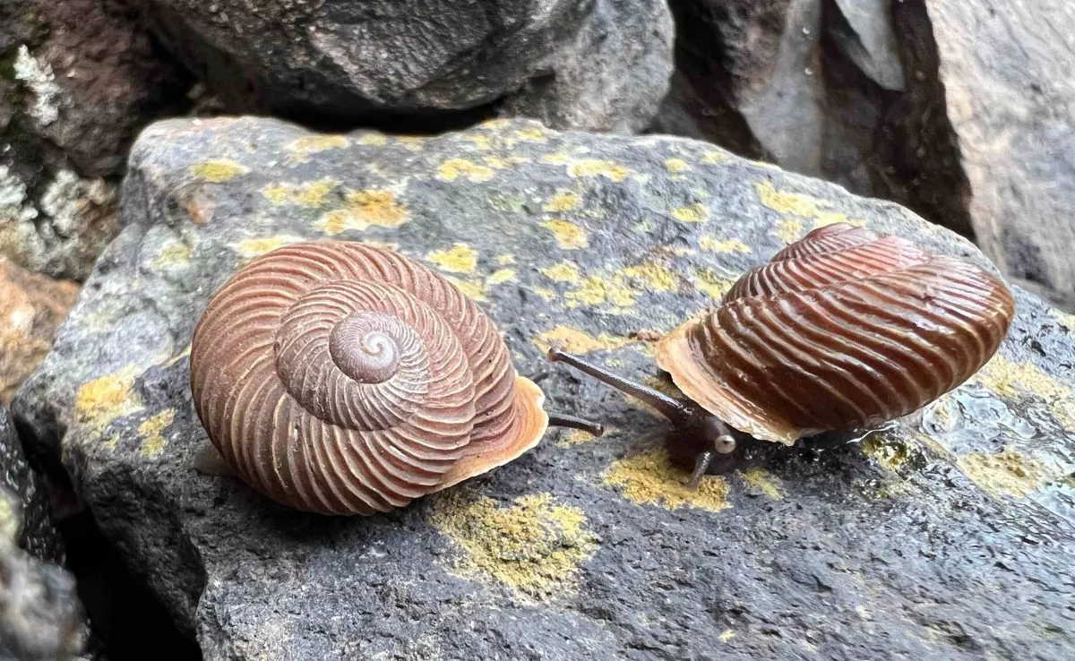 Canarias reduce el número de caracoles en peligro de extinción. /Cedida