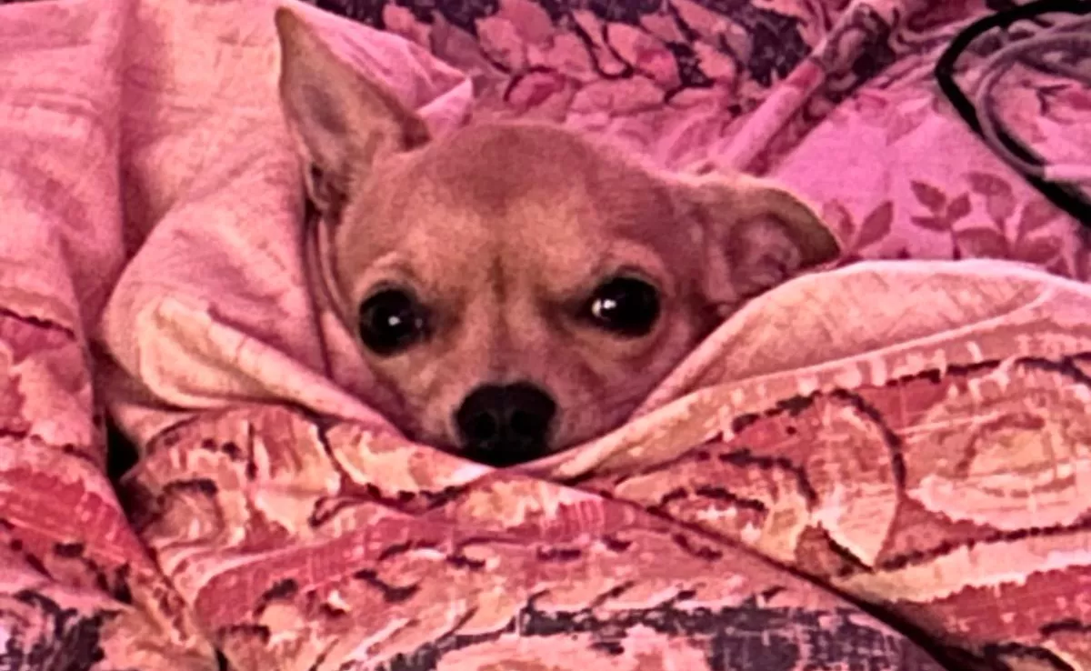 Imagen de Chuzi, la perrita que su dueña denuncia que fue succionada por una máquina de limpieza en Tenerife. / CEDIDA