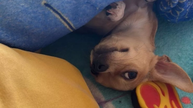 Diseño sin título 2025 07 22T162356.395