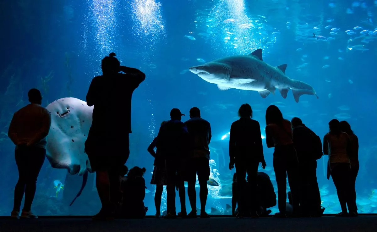 Poema del Mar. /Cedida