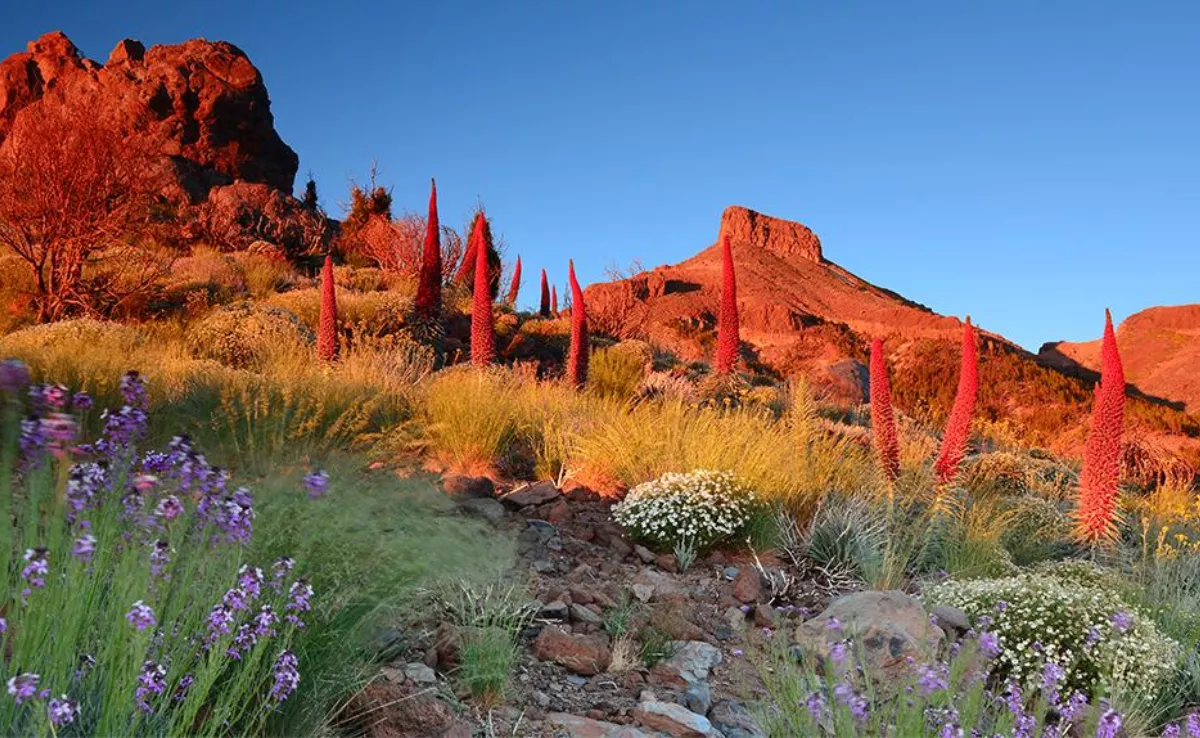 Imagen de una zona de Tenerife / HOLA ISLAS CANARIAS