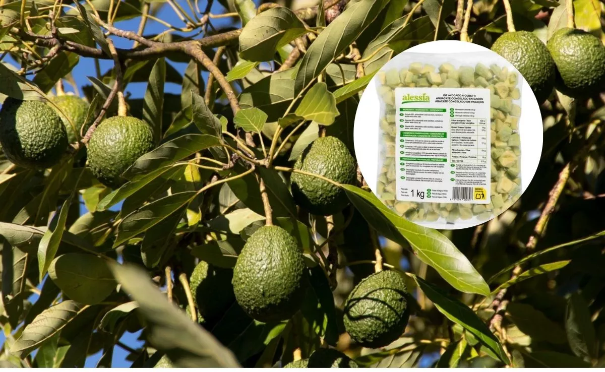 Imagen de un aguacatero y una bolsa de aguacates congelados. /AH