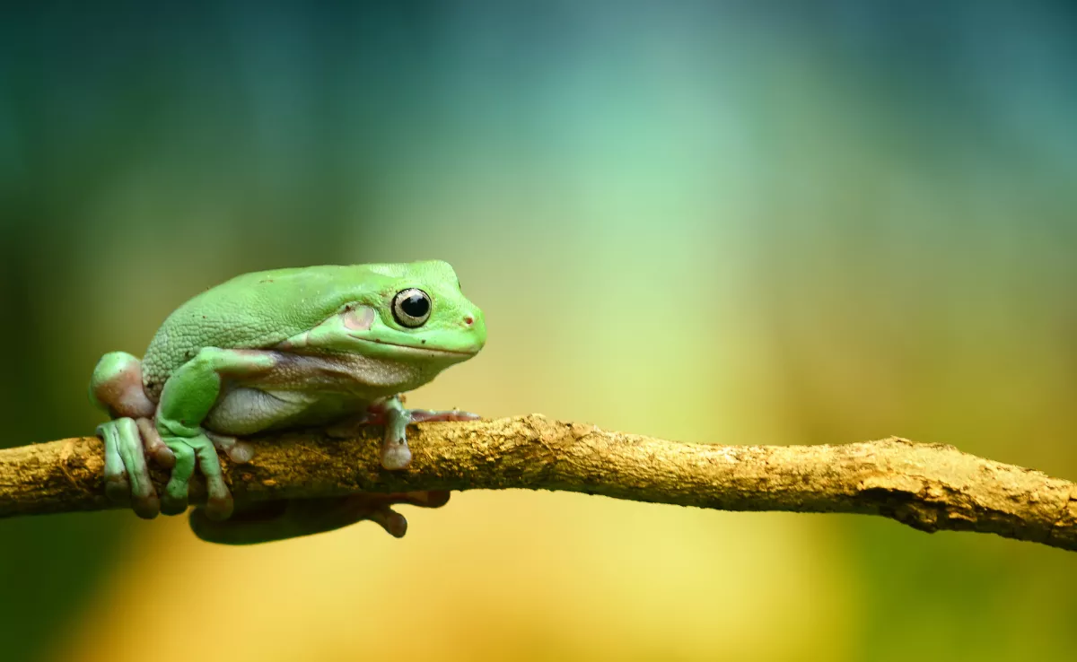 Imagen de una rana. / CANVA