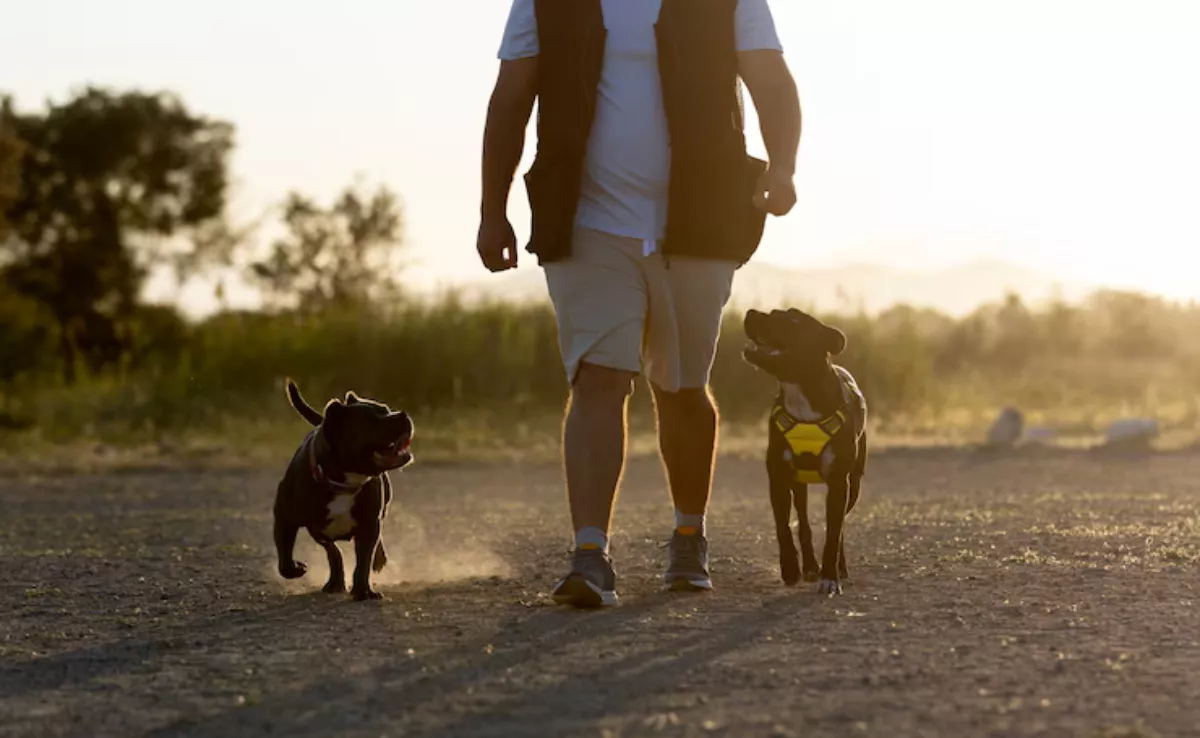 Las aplicaciones de cuidado de animales ofrecen desde paseos, a atención a domicilio y también la opción de quedarse el animal unos días / AH