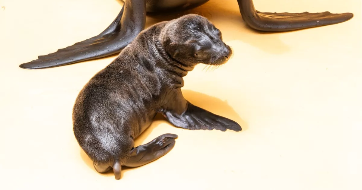 Imagen de Ozzy, el león marino californiano del Loro Parque / LORO PARQUE