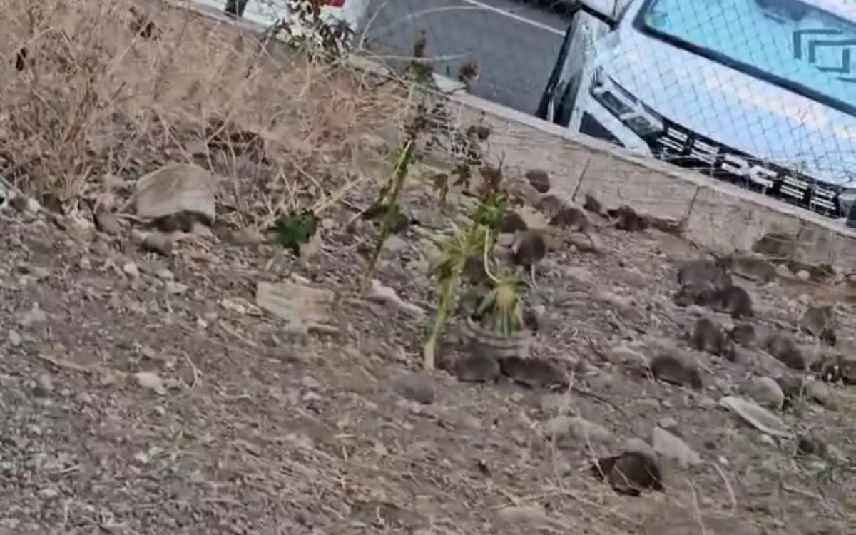 Plaga de ratas en La Paterna. En la imagen, una veintena de roedores ocupan un solar en el barrio de Las Palmas de Gran Canaria. / AH