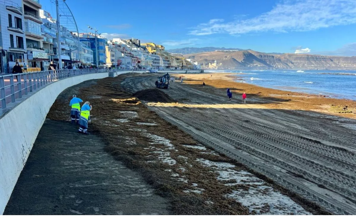Operarios retiran kilos de algas llegadas a la playa de Las Canteras el pasado mes de marzo. /AYUNTAMIENTO  LPA