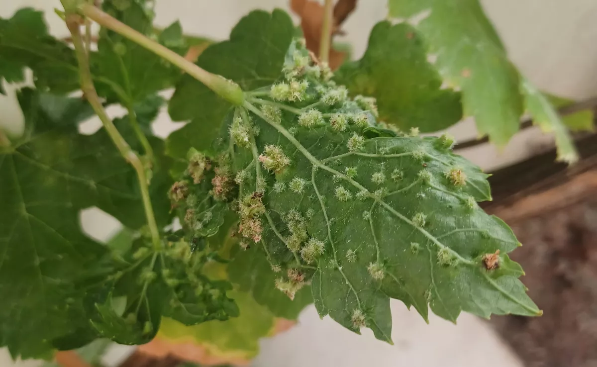  Filoxera de la vid. / GOBIERNO DE CANARIAS