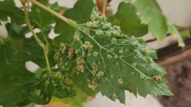  Filoxera de la vid. / GOBIERNO DE CANARIAS