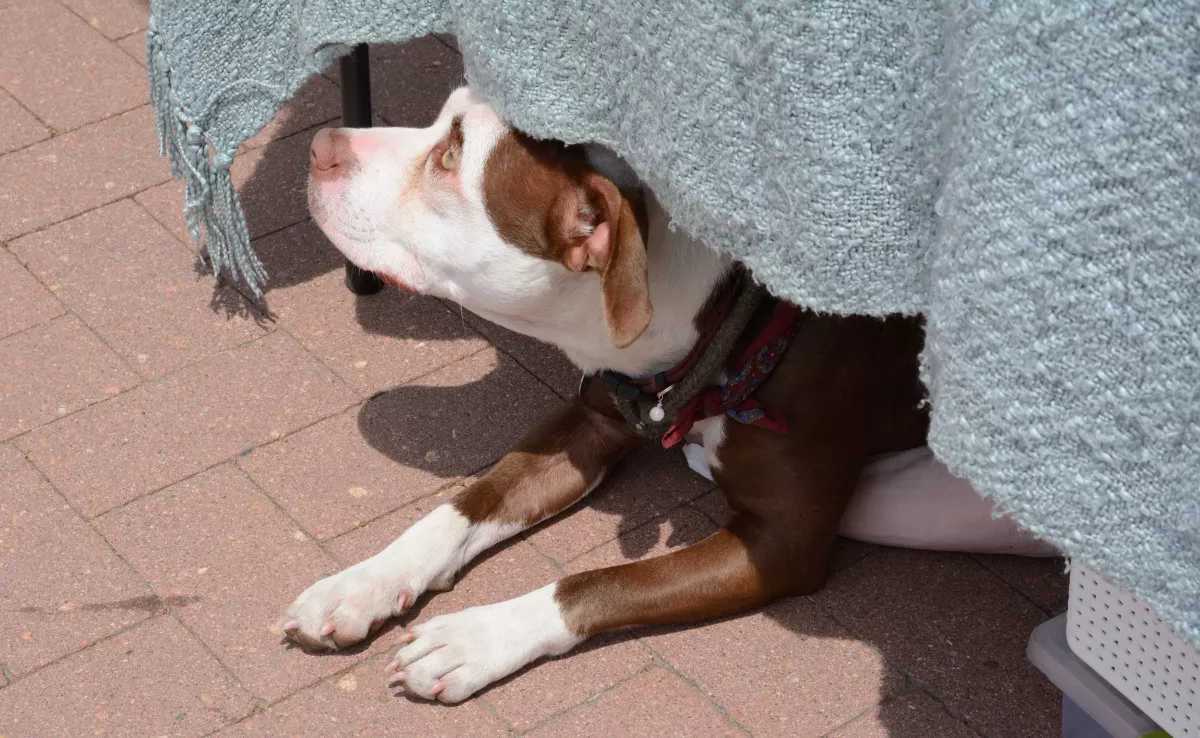 Imagen de un perro a la sombra huyendo del calor / CANVA