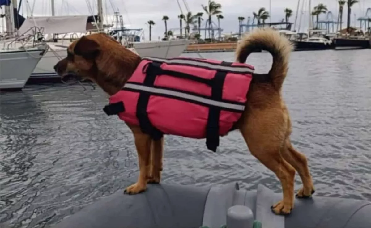 Timón, el perro marinero del Muelle Deportivo, en acogida tras sufrir su propietario un accidente en la embarcación en la que residía. / AH