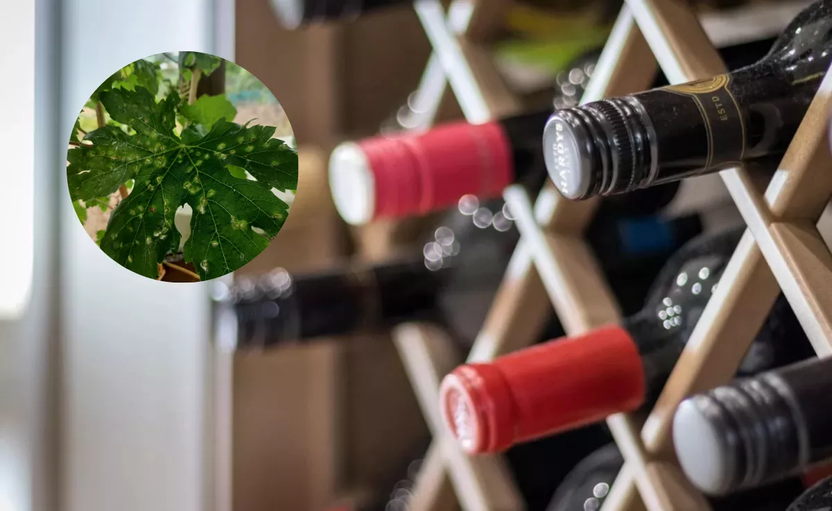 Imagen de vinos junto a la filoxera de la vid. / MONTAJE AH