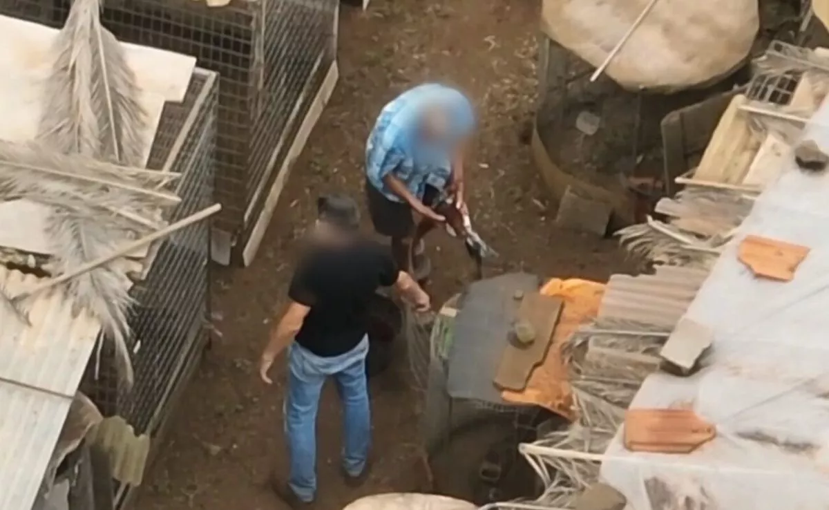 Dos de los investigados por cortar ilegalmente las crestas a gallos de pelea en Tenerife|RTVC